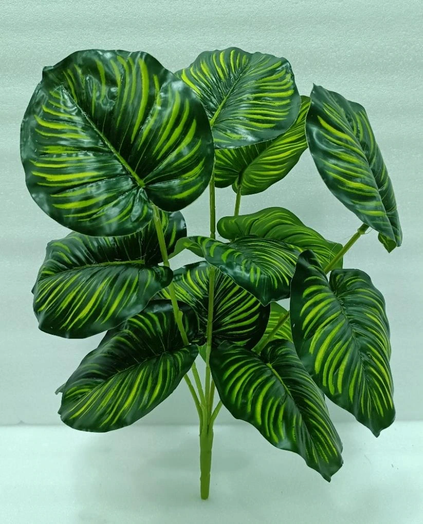 Monstria Small Plant x 5